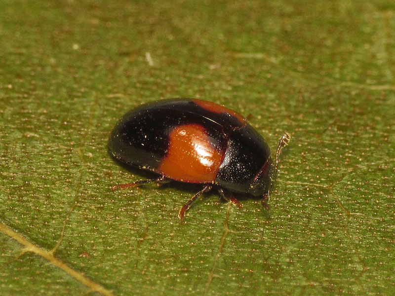 Erotylidae: Tritoma bipustulata